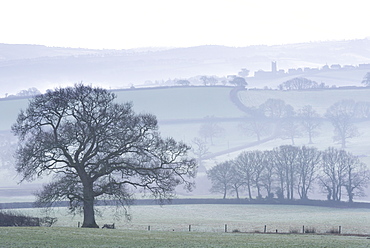 Misty rolling countryside with trees in wintertime, Copplestone, Devon, England, United Kingdom, Europe 