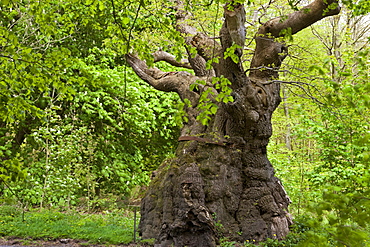 Over 1000 years old, the Big Belly Oak is the oldest tree in Savernake Forest, Marlborough, Wiltshire, England, United Kingdom, Europe 