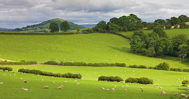 Sheep grazing on the rolling countryside of the Brecon Beacons, Powys, Wales, United Kingdom, Europe 