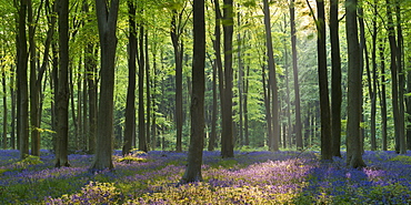 Bluebells and beech trees, West Woods, Marlborough, Wiltshire, England, United Kingdom, Europe 