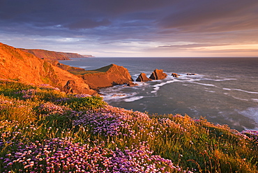 Flowering thrift on the cliff tops above Hartland Quay, North Devon, England, United Kingdom, Europe 