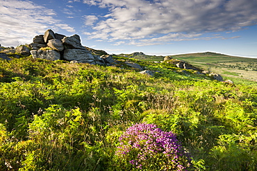 Summer at Saddle Tor in Dartmoor National Park, Devon, England, United Kingdom, Europe 