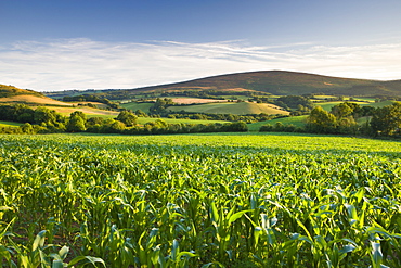 Summer crop field near Tivington, Exmoor National Park, Somerset, England, United Kingdom, Europe 