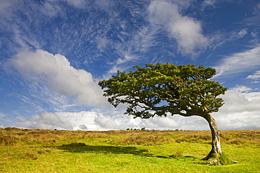 Windswept tree on moorland in Exmoor National Park, Devon, England, United Kingdom, Europe 