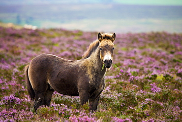 Exmoor Pony grazing in flowering heather in the summer, Dunkery Hill, Exmoor National Park, Somerset, England, United Kingdom, Europe 