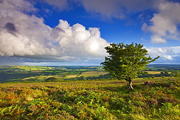 Views from Dunkery Hill on a blustery summer's day, Exmoor National Park, Somerset, England, United Kingdom, Europe 