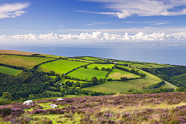 Exmoor countryside and coast in summertime, Exmoor National Park, Somerset, England, United Kingdom, Europe 