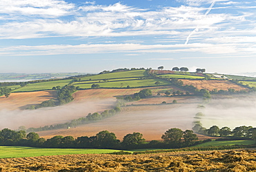 Mist covered rolling countryside at dawn, near Crediton, Devon, England, United Kingdom, Europe 