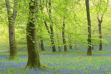 Bluebell woodland in spring, Exmoor National Park, Somerset, England, United Kingdom, Europe 