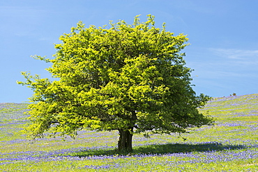 Hawthorn tree and bluebells flowering on Holwell Lawn, Dartmoor, Devon, England, United Kingdom, Europe 