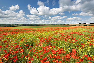 Wild poppies on a beautiful summer's day, Dorset, England, United Kingdom, Europe 