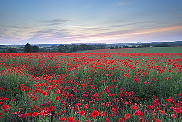 Wild poppy field at sunset in summer, Dorset, England, United Kingdom, Europe 