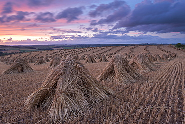 Corn stooks for thatching, Devon, England, United Kingdom, Europe 