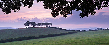 Rolling Exmoor countryside and trees at dawn, Luccombe, Exmoor, Somerset, England. Summer (August) 2013.