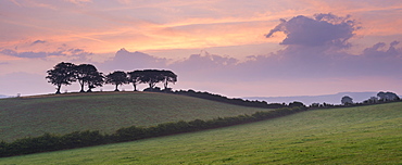 Iconic Exmoor beech trees at dawn in summer near Luccombe, Exmoor, Somerset, England, United Kingdom, Europe 