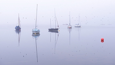 Swallows flying past boats on a foggy autumn morning at Wimbleball Lake, Exmoor, Somerset, England, United Kingdom, Europe