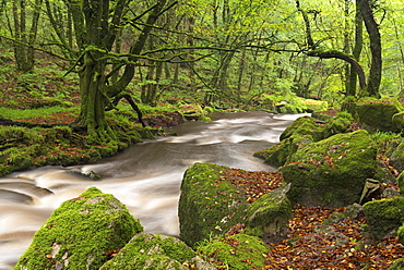 The River Fowey flowing though Draynes Wood at Golitha Falls National Nature Reserve in autumn, Cornwall, England, United Kingdom, Europe