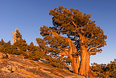 Ancient pine tree growing on the mountains above Olmstead Point, Yosemite, California, United States of America, North America