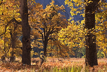 Black Oaks with spectacular autumnal colours in Yosemite Valley, UNESCO World Heritage Site, California, United States of America, North America