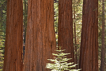 Giant Sequoia trees (Sequoiadendron giganteum) in Mariposa Grove, Yosemite National Park, UNESCO World Heritage Site, California, United States of America, North America