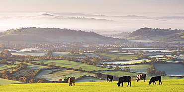 Cattle graze on the Mendip Hills, with dramatic views to Glastonbury beyond, Somerset, England, United Kingdom, Europe