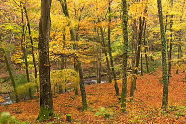 Autumn colours in Watersmeet, Exmoor National Park, Somerset, England, United Kingdom, Europe