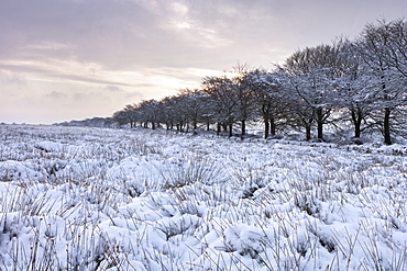 Snow covered field in winter time, Exmoor National Park, Somerset, England, United Kingdom, Europe