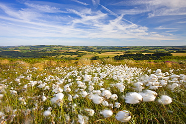 Cotton grass growing on the moorland at Dunkery Hill, Exmoor National Park, Somerset, England, United Kingdom, Europe