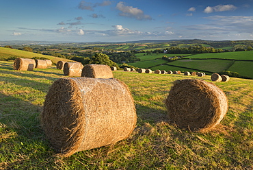 Hay Bales in the rolling fields of Mid Devon in autumn, Devon, England, United Kingdom, Europe