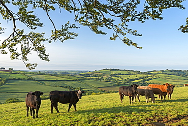 Cattle grazing in beautiful rolling countryside, Devon, England, United Kingdom, Europe