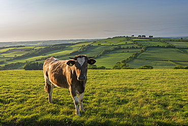 Cow grazing in beautiful rolling countryside, Devon, England, United Kingdom, Europe