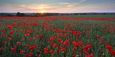 Wild poppy field flowering in the summer time, Dorset, England, United Kingdom, Europe
