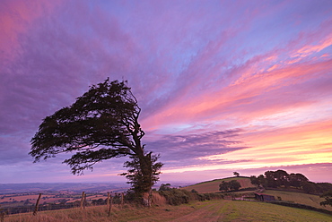 Windswept tree backed by a spectacular sunset, Raddon Hill, Devon, England, United Kingdom, Europe
