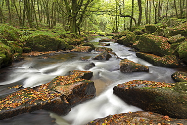 River Fowey tumbling through rocks at Golitha Falls in autumn, Cornwall, England, United Kingdom, Europe