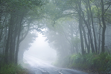 Road through mist shrouded deciduous woodland in autumn, near Lamorna, Cornwall, England, United Kingdom, Europe