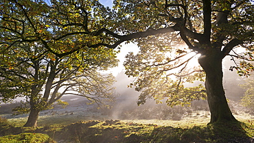 Early morning sunlight burns through mist at Holme Wood near Loweswater, Lake District National Park, Cumbria, England, United Kingdom, Europe