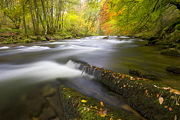 Autumn colours beside the River Barle near Tarr Steps, Exmoor National Park, Somerset, England, United Kingdom, Europe