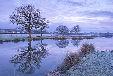 Frosty winter morning beside a rural pond, Morchard Road, Devon, England, United Kingdom, Europe