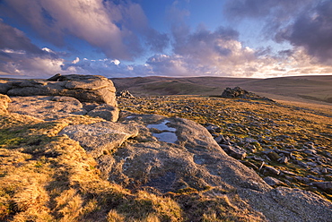 Rich evening sunlight bathes the moorland at Higher Tor in winter, Dartmoor National Park, Devon, England, United Kingdom, Europe