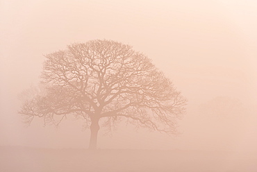 Tree outline in fog during sunrise, Black Dog, Devon, England, United Kingdom, Europe