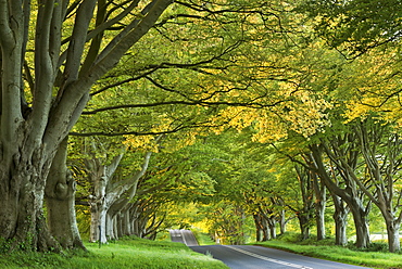 Kingston Lacy Beech Avenue on the road near Badbury Rings, Dorset, England, United Kingdom, Europe