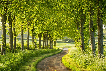 Tree lined country lane in rural Dorset, England, United Kingdom, Europe