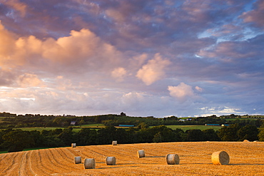 Round hay bales in a field near Morchard Bishop, Devon, England, United Kingdom, Europe