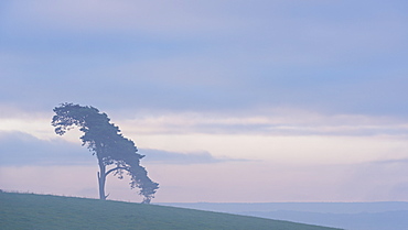 Lone pine tree on a rural hill top at dawn, Devon, England, United Kingdom, Europe