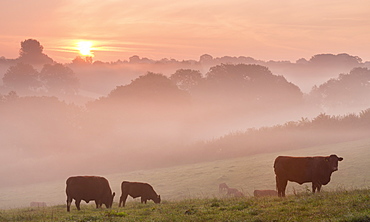 Red Ruby cattle grazing in the Devon countryside at dawn on a misty autumn morning, Black Dog, Devon, England, United Kingdom, Europe