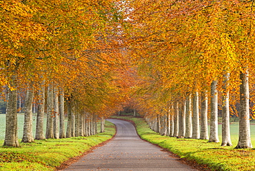 Avenue of colourful trees in autumn, Dorset, England, United Kingdom, Europe