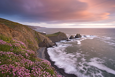 Sea pink wildflowers flowering on the clifftops at Hartland Quay, looking towards Screda Point, Devon, England, United Kingdom, Europe