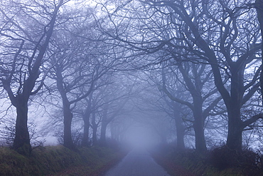 Foggy winter morning along a tree lined lane near Northmoor Common, Exmoor National Park, Somerset, England, United Kingdom, Europe