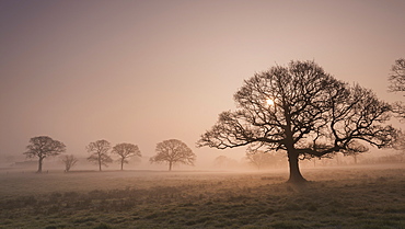 Trees in fog at sunrise in winter, Devon, England, United Kingdom, Europe