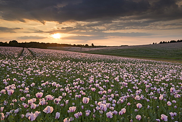 Opium poppies at sunset, Oxfordshire, England, United Kingdom, Europe